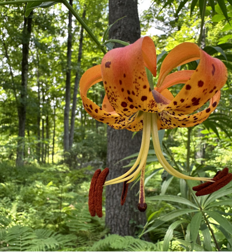 Turk’s-cap lily